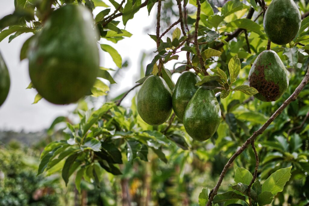 avocado farm