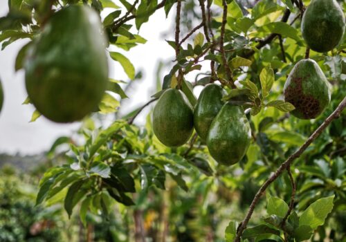 avocado farm